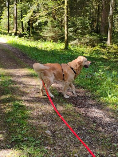 da geht es lang..... Ein goldener Retriever steht an einem Waldweg, angeleint an einem roten Hundegeschirr.